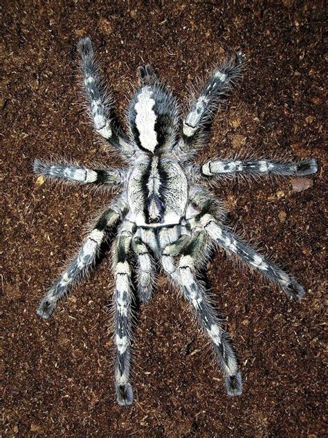 poecilotheria vittata.